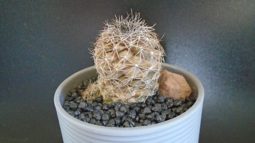 Copiapoa taltalensis (Copiapoa montana) - Cactusi 2021