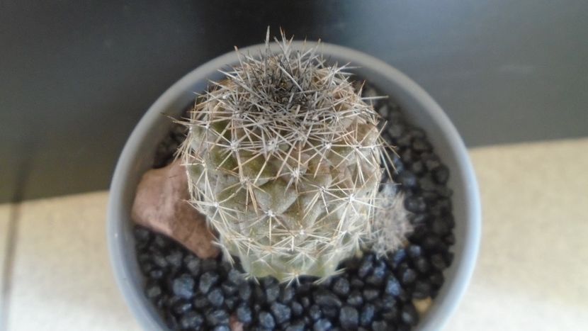 Copiapoa taltalensis (Copiapoa montana) - Cactusi 2021