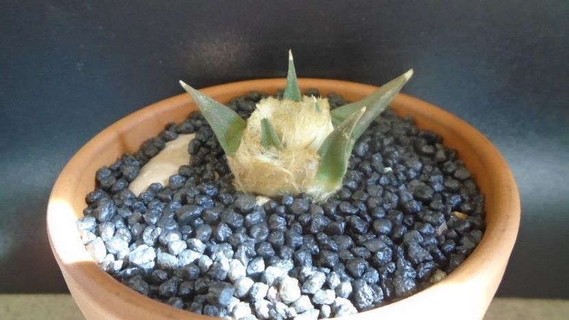 Ariocarpus retusus ssp. trigonus, El Olmo - Cactusi 2021