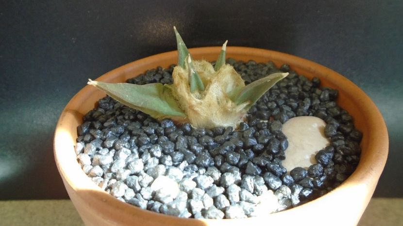 Ariocarpus retusus ssp. trigonus, El Olmo - Cactusi 2021