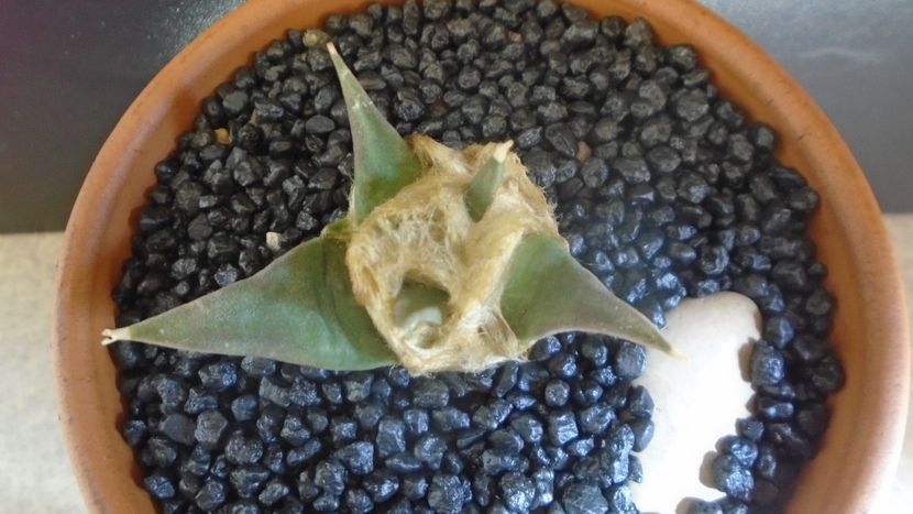 Ariocarpus retusus ssp. trigonus, El Olmo - Cactusi 2021