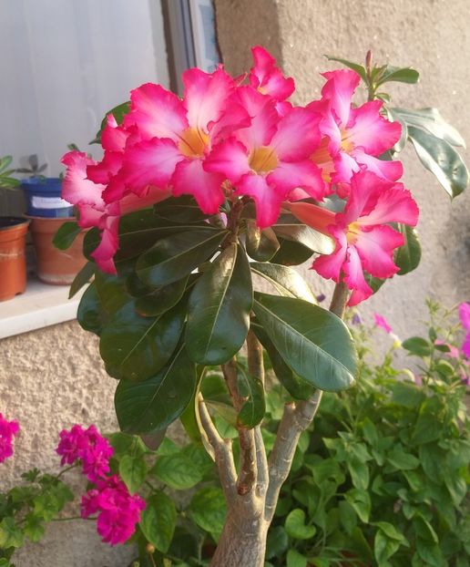  - adenium