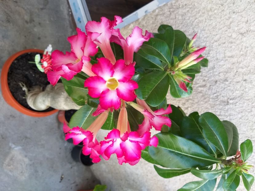  - adenium
