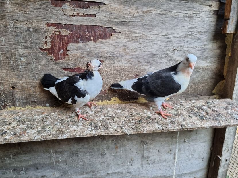  - 4-Jucatori de Galati