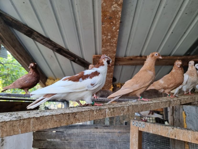  - 8-Jucatorii de Ardeal vechi