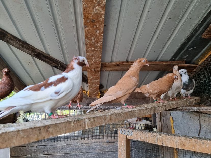  - 8-Jucatorii de Ardeal vechi