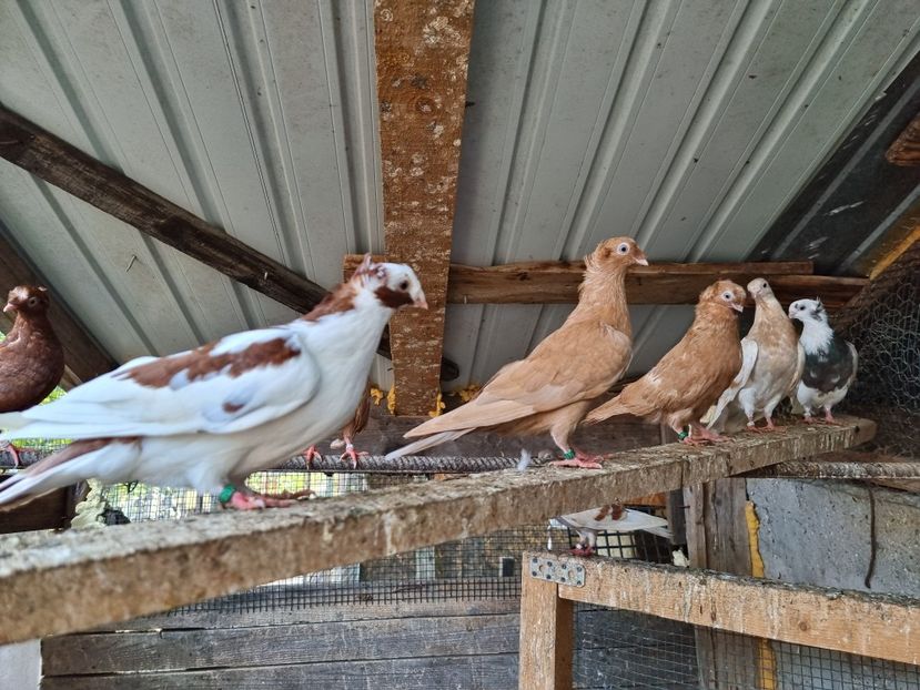  - 8-Jucatorii de Ardeal vechi