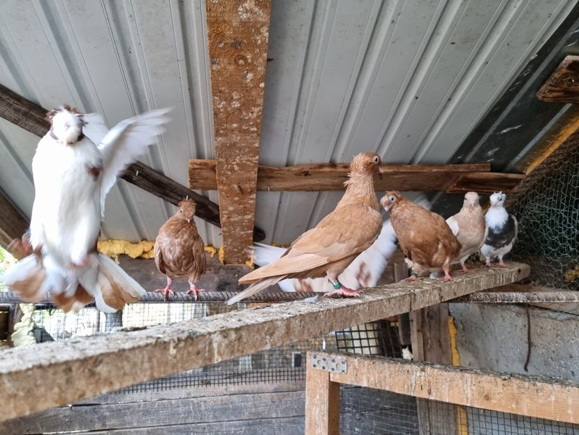  - 8-Jucatorii de Ardeal vechi