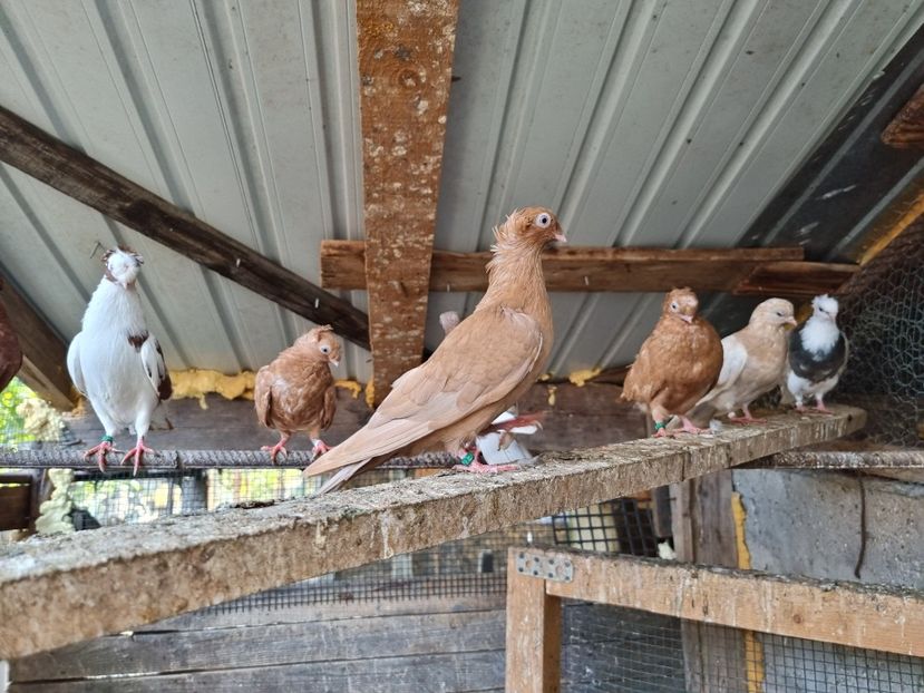  - 8-Jucatorii de Ardeal vechi