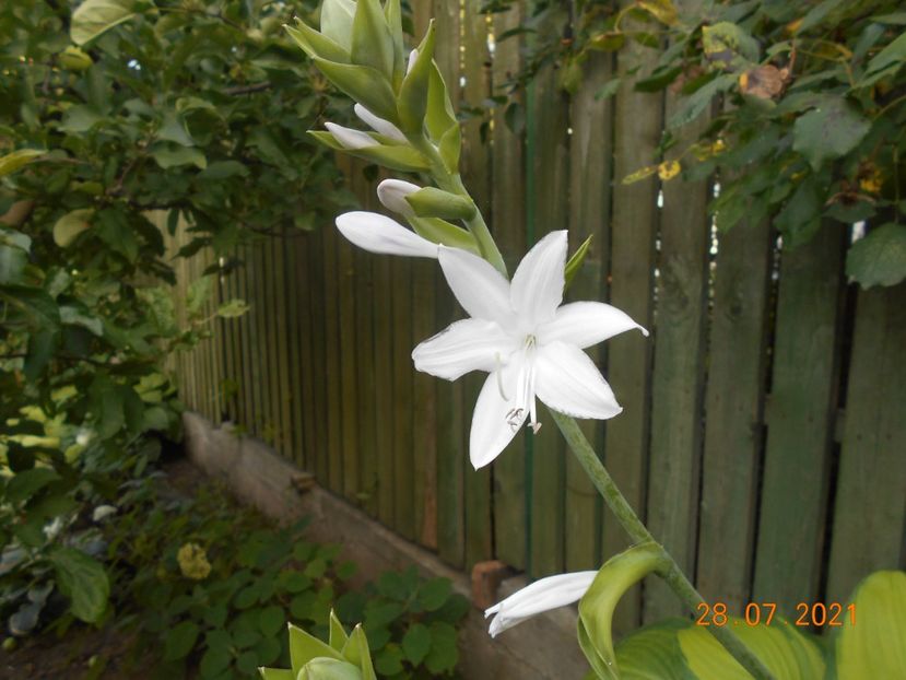 - 02 Azalee-rhododendroni-heleborusi-hortensii-hoste 2021