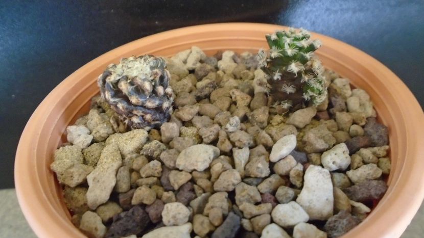 Discocactus horstii & Mammillaria bertholdii (altoite) - Cactusi 2021