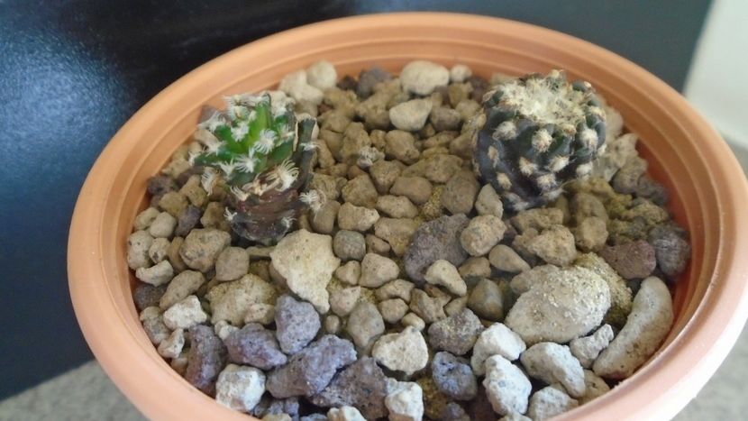 Discocactus horstii & Mammillaria bertholdii (altoite) - Cactusi 2021