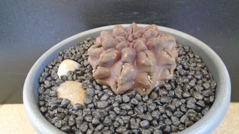 Eriosyce (Neoporteria) occulta - Cactusi 2021 bis