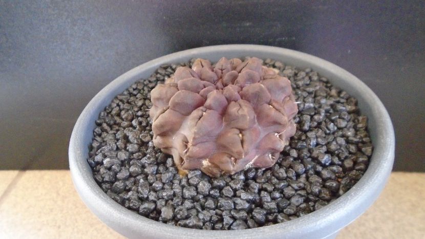 Eriosyce (Neoporteria) occulta - Cactusi 2021 bis