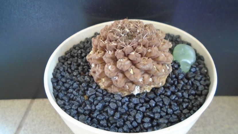 Eriosyce (Thelocephala) odieri (Neochilenia reichei) - Cactusi 2021 bis