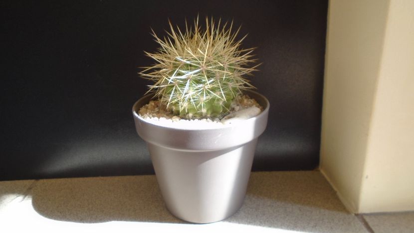 Eriosyce (Neoporteria) subgibbosa - Cactusi 2021 bis