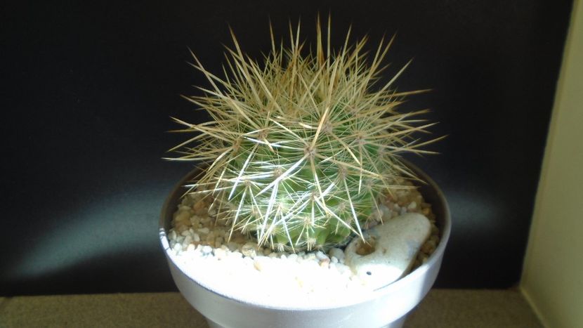 Eriosyce (Neoporteria) subgibbosa - Cactusi 2021 bis