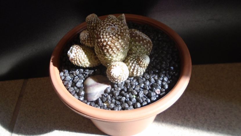 Copiapoa laui - Cactusi 2021 bis