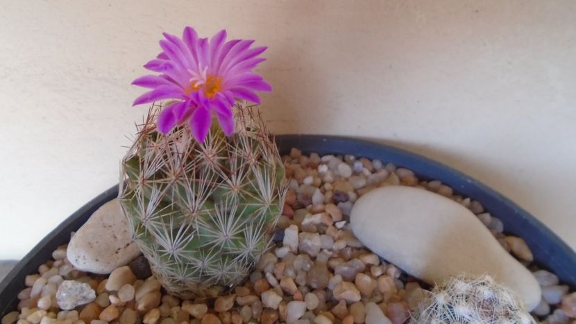 Escobaria hesteri - Cactusi 2021 bis