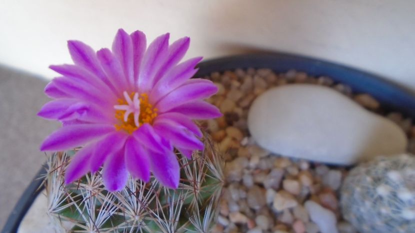 Escobaria hesteri - Cactusi 2021 bis