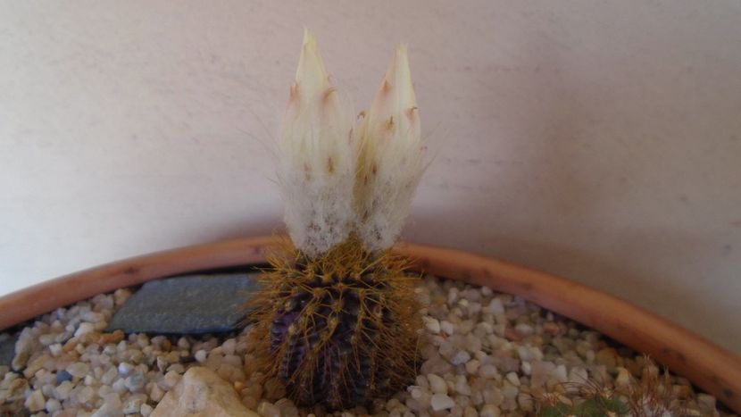 Frailea magnifica - Cactusi 2021 bis
