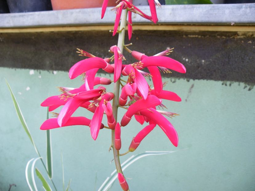 erythrina - 2021