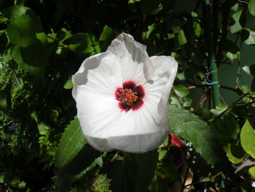 pavonia hastata - 2021