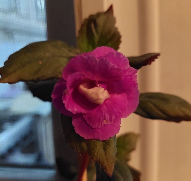 Mulțumesc Maria❤❤❤ - BRID-s NATALY