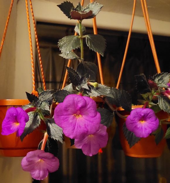  - TETRA KLAUS NEUBNER