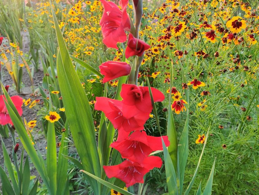  - Gladiole