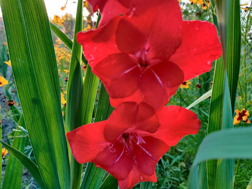  - Gladiole