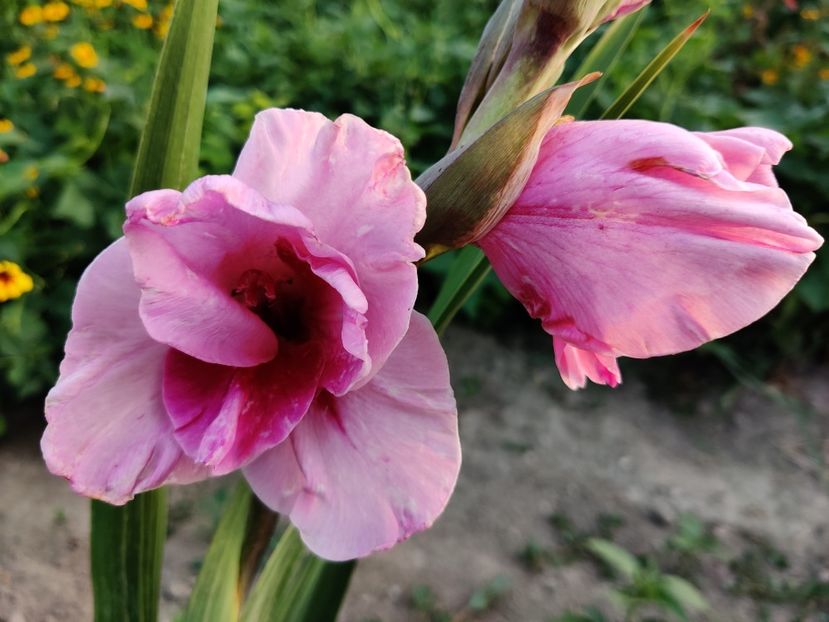 Alannah - Gladiole