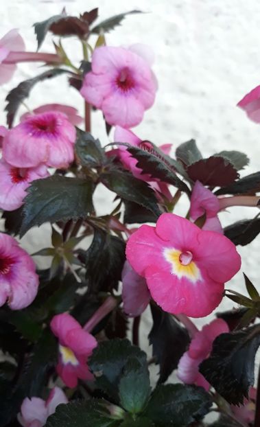 ...dreapta... Cu Candy Shop - 0001 2022 - Candy Girl