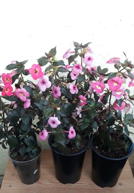 ...stanga... - 001 2021 - SUMMER BLITZ