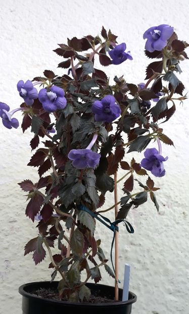  - 001 2021 - Vie en Bleu