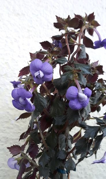  - 001 2021 - Vie en Bleu