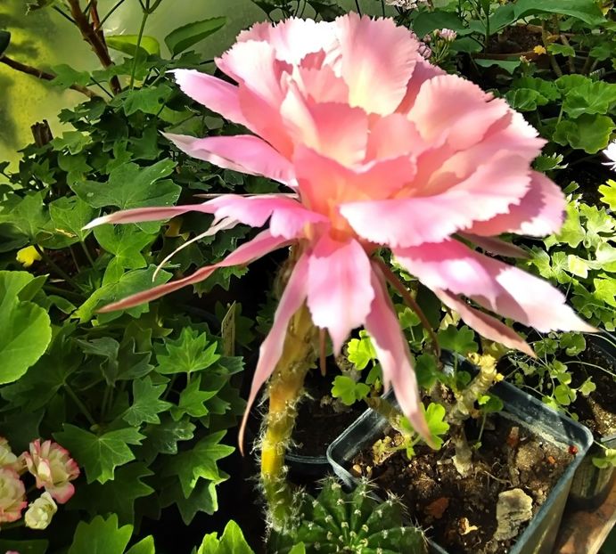  - Cactusi și suculente