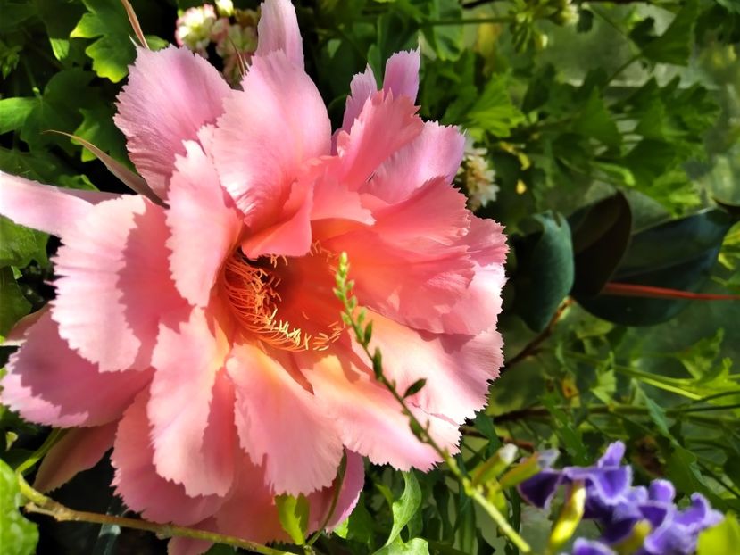  - Cactusi și suculente