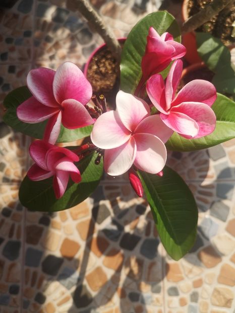  - Plumeria