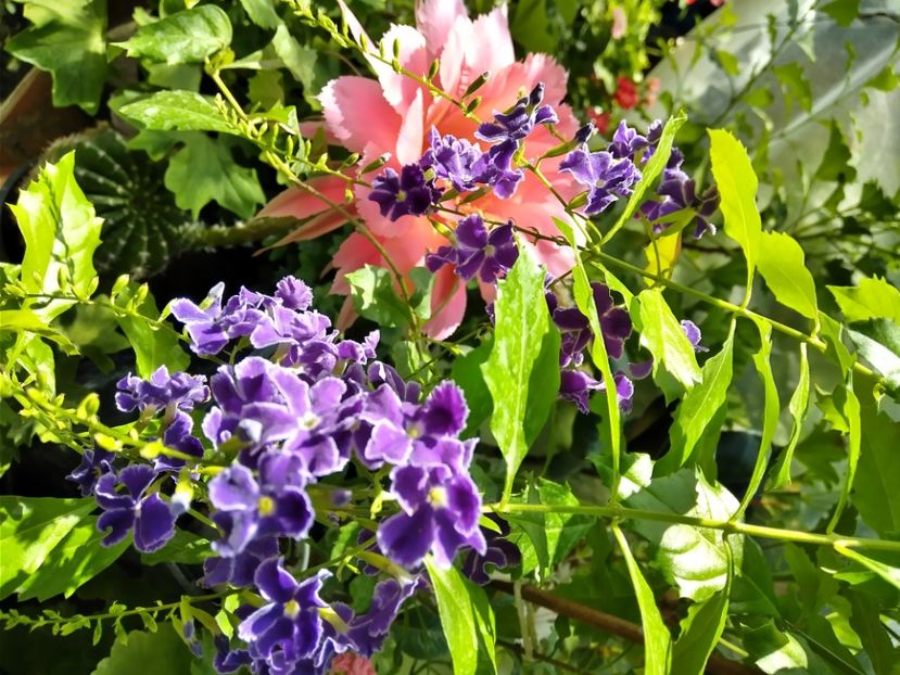 Duranta repens - Plante disponibile