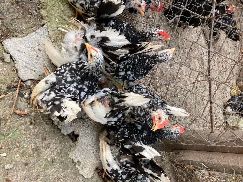 CD20C0E3-4E9C-44BE-9B13-452745174216 - Puii și păsări Chabo Bobat de Vânzare