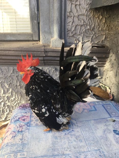 3A54609A-B1E4-4539-93B1-0A084C0131F4 - Puii și păsări Chabo Bobat de Vânzare