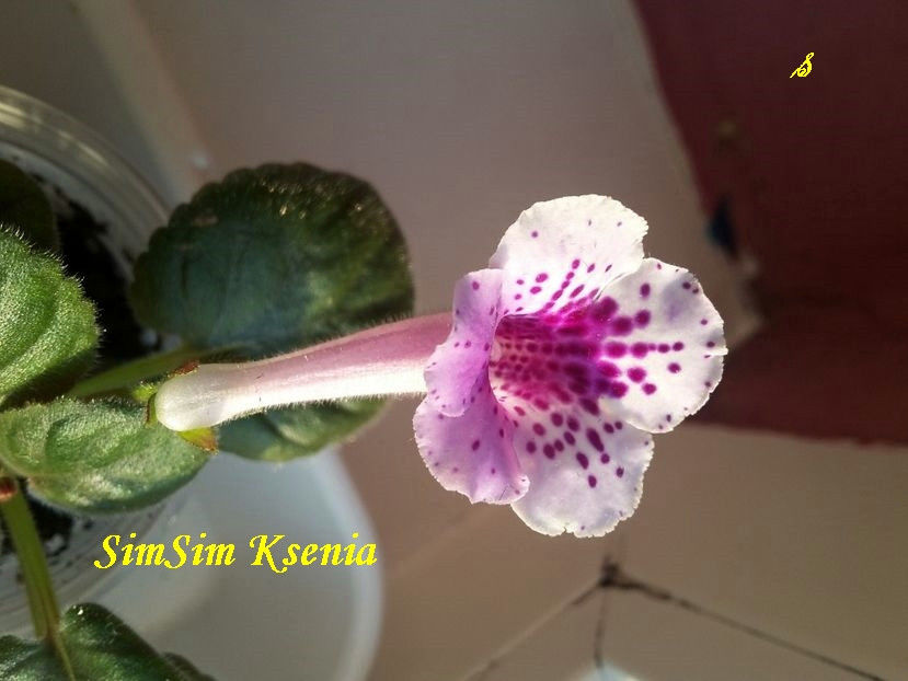 SimSim Ksenia(30-07-2021) - Sinningii 2021