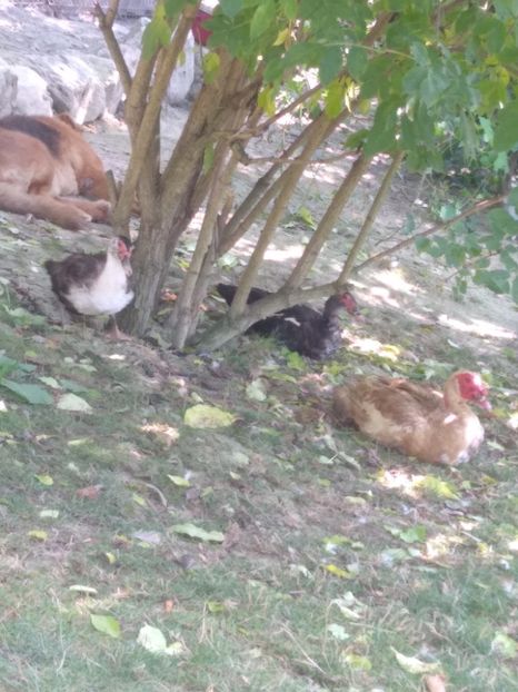  - Ratele mele leșești 3
