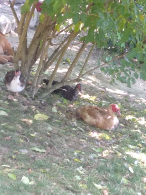  - Ratele mele leșești 3