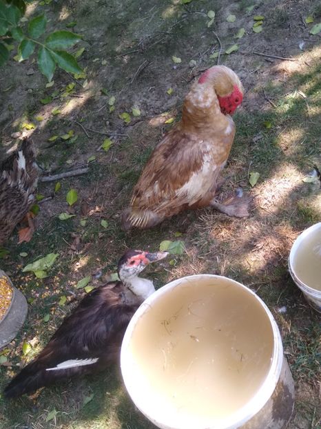  - Ratele mele leșești 3