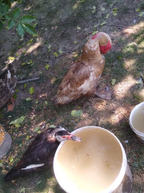  - Ratele mele leșești 3