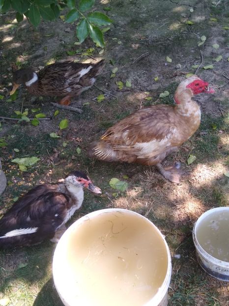  - Ratele mele leșești 3