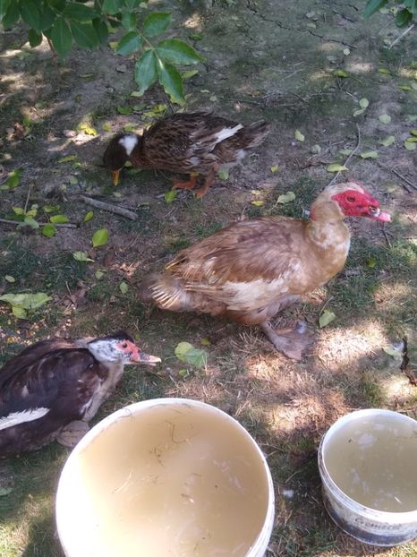  - Ratele mele leșești 3