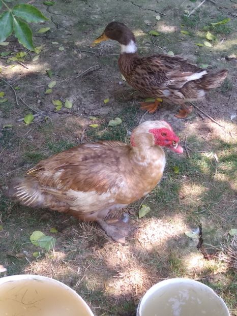  - Ratele mele leșești 3